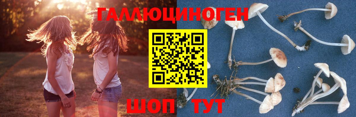 Галлюциногенные грибы Psilocybe  где продают наркотики  Ейск  Вход с VPN 